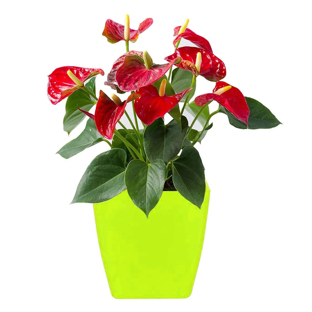 Flower Pots Square Shape – Colourful Plastic Indoor & Outdoor Gardening Planters with Tray – Durable & Drainable